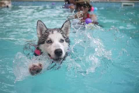 Picture of a dog splashing in a pool